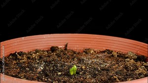 growing caigua plant time lapse early stage