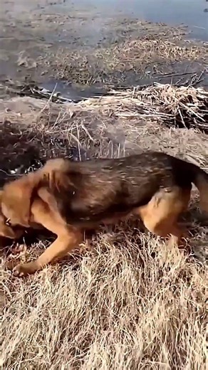 Real-Life Firefighter Dog #dog#Brave#Fire#Rescue#Pet#Firefighter#Outdoor#Heartwarming#animals
