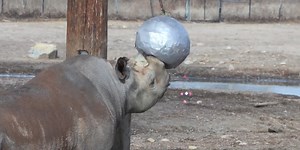 KC Zoo holds gender reveal for endangered baby rhino