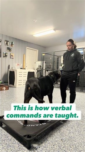 This is how Verbal Commands are Taught