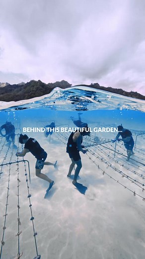 1.7K views · 28 reactions | Si vous ne deviez regarder qu’UNE SEULE VIDÉO aujourd’hui  c’est celle-ci ! C’est sans aucun doute la vidéo la plus importante que vous verrez aujourd’hui.  Plongez-y dès maintenant ! | Coral Gardeners | Facebook