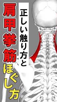 [For Physical Therapists & Chiropractors] Proper Palpation and Effective Release Techniques for t...