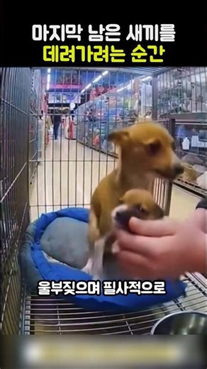 마지막 남은 새끼를 데려가려는 순간 #강아지 #유기견입양 #동물감동 #어미개