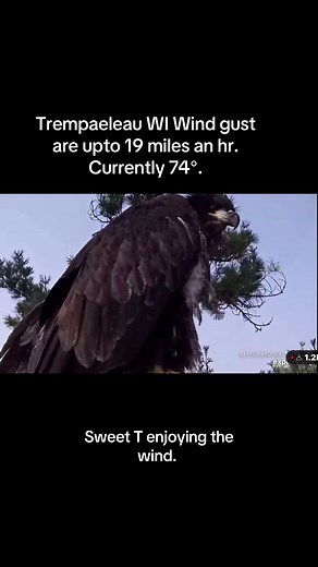 10:43 in Trempealeau Wi. And Sweet T (TE3) is enjoying the wind. Wondering if she wants to take a flight around the area. #fyp #baldeagle #naturelover #wisconsin #TE3 @creator search insights