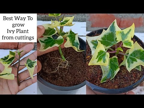 Ivy Plant Propagation from cuttings in Sand | How to grow Ivy plant from cuttings | Grow English Ivy