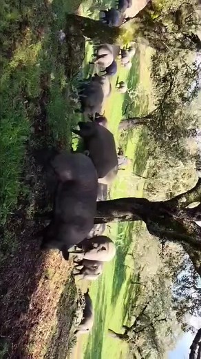 En un rincón de la dehesa, donde la naturaleza se convierte en un escenario de bienestar, descubrimos el secreto de la felicidad. ♥️ La dehesa, con su diversidad de flora y fauna, proporciona al cerdo ibérico más que un hogar; le brinda un santuario de paz y tranquilidad. En este entorno idílico donde pueden vagar libremente, deleitándose con la riqueza del suelo y la frescura del aire. 🌿🐖 La conexión íntima entre el cerdo y su hábitat no solo se traduce en su bienestar físico, sino también en