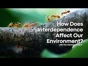 How Does Interdependence Affect Our Environment? | The Harmony Project | Pure Land Foundation