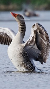 Goose Flapping it's wings #goose #bird #flap #wings #feathers #beautiful #nature #wildlife HA23270 | HAWI Studios