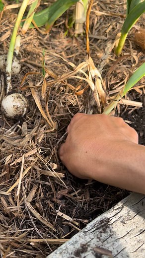 9.2K views · 61 reactions | Harvest baby elephant #garlic #fblifestyle | GrowwithChea | Facebook