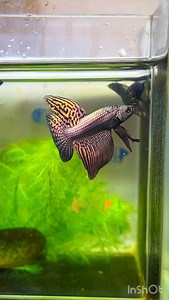 Long tail/Round tail Copper alien betta... made@DivineBettas | Divine Bettas