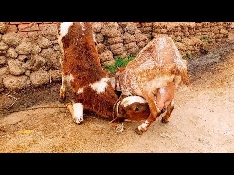 stunning moments of goat milking \\\\ Calf pulled the goat udder