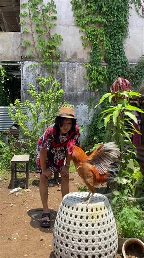 Hehe maap telat post😭 #ayam #ayambangkok #ayampilipina🇵🇭 #ayamkampung #ternakayam