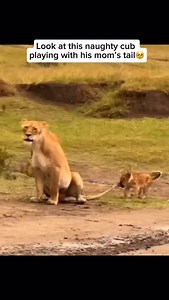 A baby lion, called a cub, often plays with its mother’s tail as part of learning and bonding. When the mother lion flicks her tail, the cub sees it as a fun, moving target to chase and pounce on. This playful behavior helps the cub develop important hunting skills like stalking and quick reflexes, while also strengthening their connection — but sometimes, mom has had enough and gently swats the cub away to get some peace! Credit unknown Please DM us for credit #animals #animalsofinstagram #ador