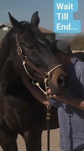 Get the final tip on how to help them release tension at the end of the video😂😂 Some horses can be really shy and stepping back to give them space to release might not be enough, sometimes you may have to take all attention away from them, like Jim does turning around and whistling away… #mastersonmethod #BeyondHorseMassage #mastersoneducation #horsecaretips #horseperformance #horsewellness #horseriders #dressagerider #horselovers | The Masterson Method, Integrated Equine Performance Bodywork