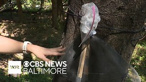 Baltimore Forester explains the spotted lanternfly circle trap