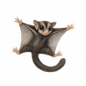 Sugar Glider Sticker, Black Beauty Color Morph, Gliding Exotic Pet Art, Glider Lover Gift, Marsupial Essentials - Etsy