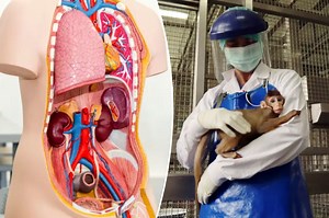 'Headless' human bodies could replace lab animals for scientific testing: 'A great source of organs'