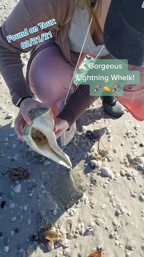 Congratshellations to Nicole, this is 1 of 3 GORGEOUS whelks she collected on today's #shelltour! #florida #shelling #letsgoshelling #swfl #shelltok