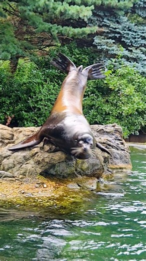 California Sea Lion Feeding Show at Queens Zoo!