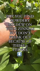 The dreaded powdery mildew (white spots on the leaves) use to scare me. The first year I planted zinnias I didn’t notice it at all. Then the 2nd year it happened as the weather changed. Cool nights and hot days was the culprit for me in Colorado. (Maybe also the fact that I don’t pay attention to spacing rules!🤣)#lazygirlchallenges Since I water via soaker hose from below it usually doesn’t creep in on me until almost the end of their time, just before our first frost. 3 Things That Help:⬇️ 1. 