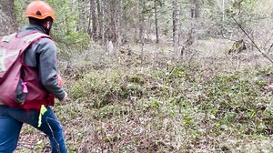  Need Timber Cruisers? Let’s Get Your Plots Done Right!  Forsite’s...