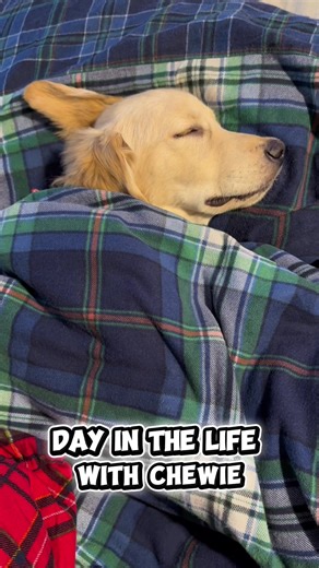 A Day in the Life with Baby Chewie the Golden Retriever
