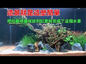 把一塊杜鵑根直接放到缸里，就完成了這個水景，造景就是這麼簡單|An aquarium landscape made of Rhododendron roots.