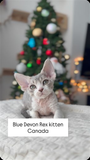 The bittersweet moment has arrived! 👋 Saying farewell to this beautiful Devon Rex kitten reserved by their incredible new family in Taiwan. What an exciting journey lies ahead! 🇹🇼 #UriahHeepCurlyPride 8,5 weeks old We are so proud to be an ethical Devon Rex cattery that successfully coordinates international kitten shipping across the globe. This little one will go through all the necessary steps, paperwork, and health checks to ensure a safe transition to Taiwan in February 2026. As a dedica