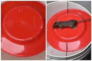 Cara bikin perangkap tikus sederhana, ampuh dengan bantuan 1 alat dan bahan dapur
