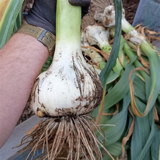 25 Seeds Elephant Garlic for Planting, Large Garlic Bulb Seeds, Garden Vegetable Seeds - Etsy