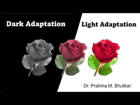 Dark and light adaptation