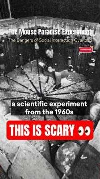 Mouse Utopia: The “Perfect” Society That Collapsed (Creepy Experiment) #socialmedia #happiness #fyp