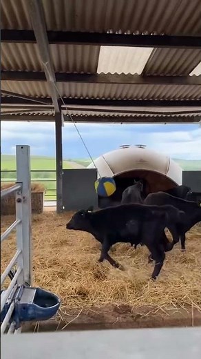 THE COWS GOT A BRAND NEW BED 🐄😂