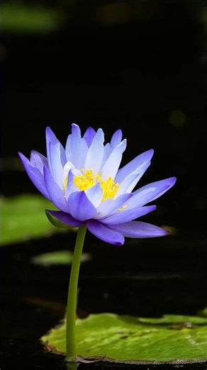 🌸 Serenity Lotus Bloom | Relaxing Water Garden Escape 🧘‍♂️