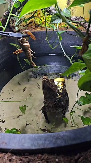 11K views · 238 reactions | Caiman Crushes Huge Crayfish! Sound on for crunch! Freya! #reptilelover #misunderstood #ShareThisPost #learn #caiman #bioactive #peace #ad #pond #video #crawfish #crocodiles #alligator #subscribe | Floki, The Dwarf Caiman. | Facebook