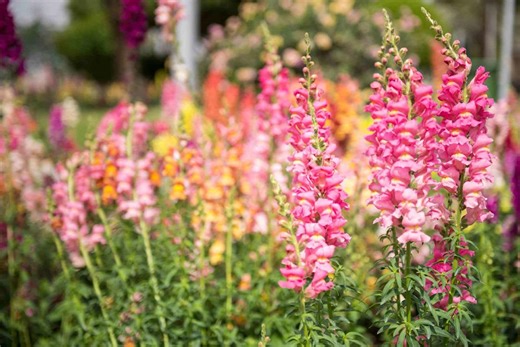 5 Colorful Spring Annuals You Can Plant This Weekend For Instant Curb Appeal