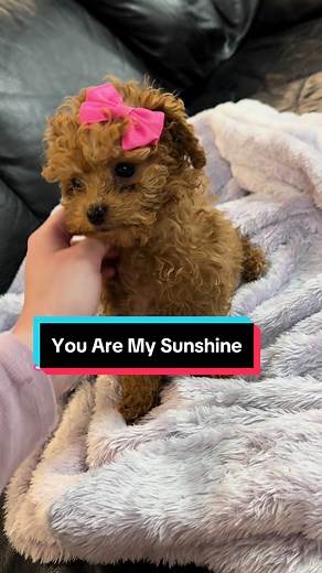 Get a load of this cuteness to start your week 🥰 #bundabellapuppies #puppiesoftiktok #cute #cavoodle #fyp #foryou #cutenessoverload