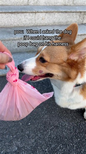 this smart poopbag dispenser is a game changer👏 👉https://www.pawview.com #pawview #poop #dog #pet #puppy