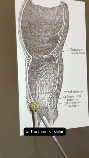 Internal Anal Sphincter #anatomy #anatomyshorts #muscleoftheday #kinesiology
