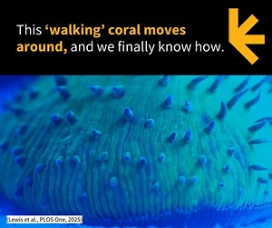 While most corals are firmly parked in one place their entire lives, this one seems to have found a way to inch its way into movement. https://www.sciencealert.com/this-walking-coral-moves-around-and-we-finally-know-how | ScienceAlert