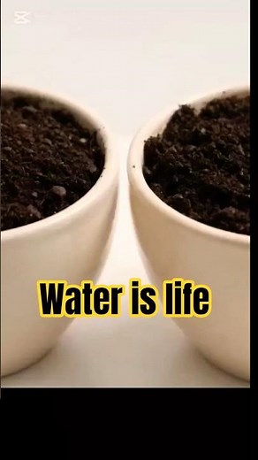 how water is important for healthy plant growth