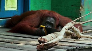 3.6K views · 57 reactions | Wild orangutan knows what to do with a saw - Credits: BBC EARTH | Bioengineering | Facebook