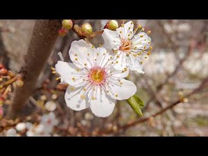 OnePlus 9 Pro camera test: MACRO mode in video!