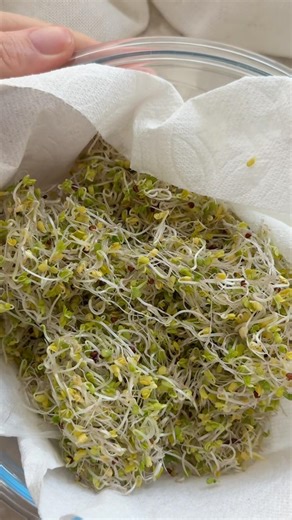 Nutrition hack✨ How to sprout at home #sprouting