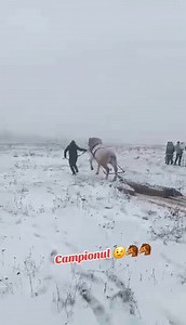 🐴🐴🐴🐴🐴 | Gimi Cobra