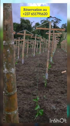 Passion fruit cultivation training #vegetablegarden #farming #gardening #africa #fruit #nature
