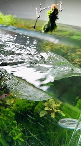 17K views · 1.6K reactions | Aquarium Gardens on Reels | Facebook