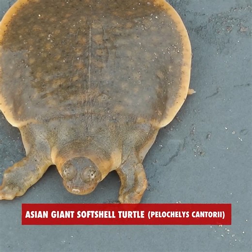 Ever wondered how did turtles get their shell? #animalogic #Nature #damnature #turtle #turtles | Animalogic