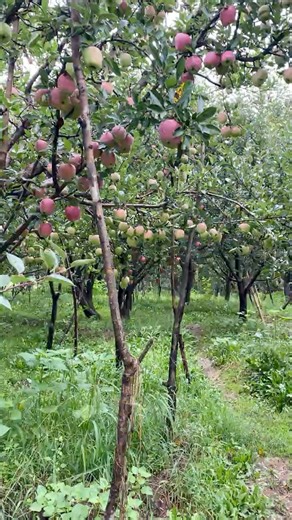 Orchard Walk & Timelapse 😮