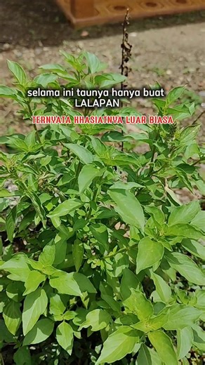 Ahzalea Syahida | Ternyata manfaatnya luar biasa #tipsehat #tutorial #herbal | Instagram